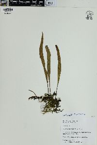 Lepisorus excavatus image