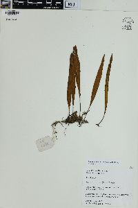 Lepisorus excavatus image