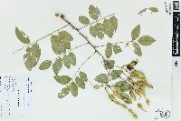 Styphnolobium japonicum image