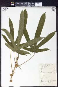 Ficus hirta image