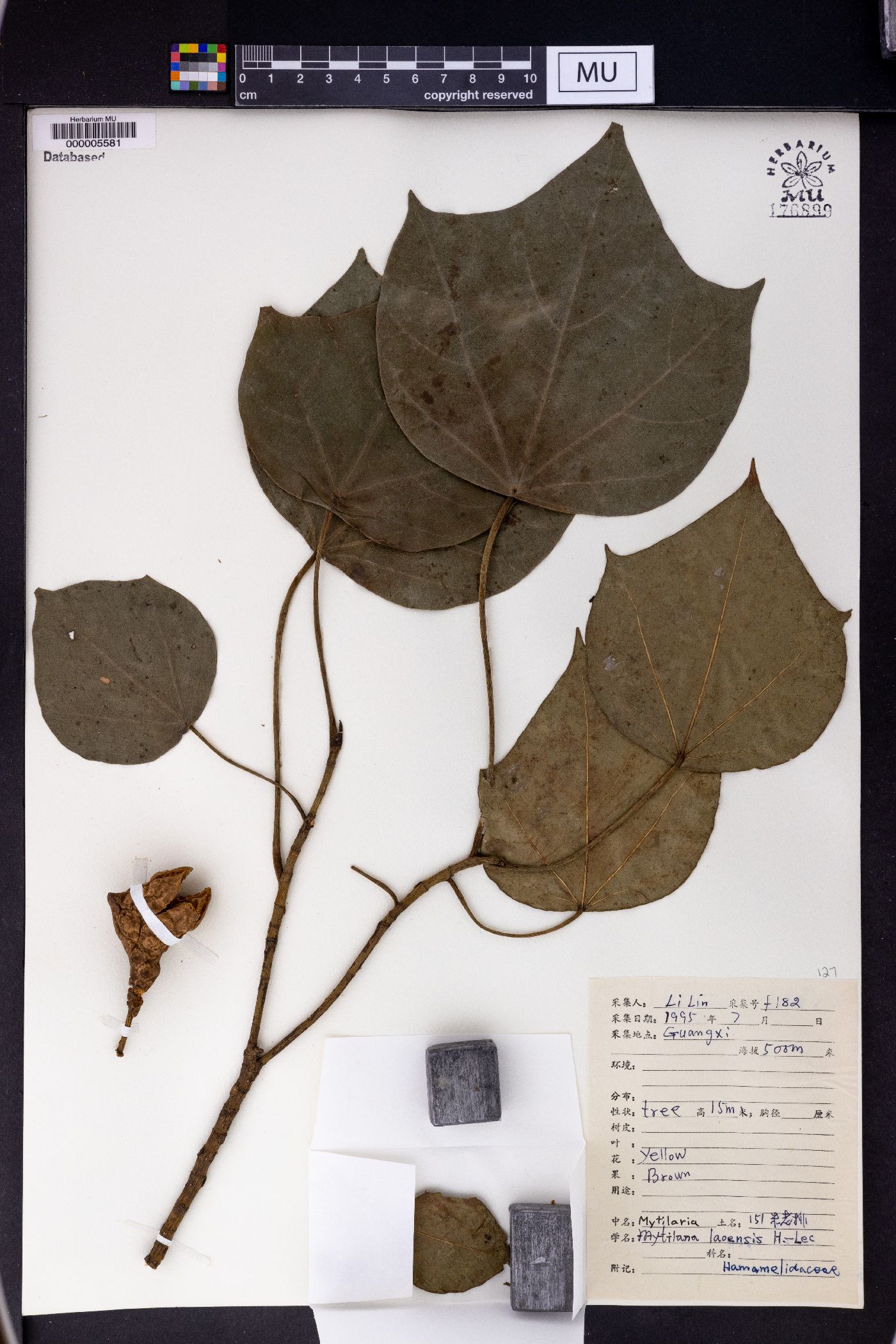 Mytilaria laoensis image