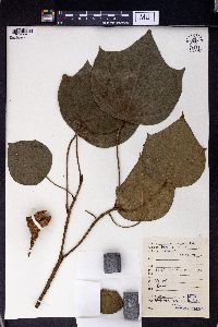 Image of Mytilaria laoensis