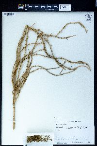 Haloxylon salicornicum image