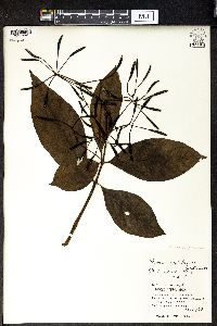 Pisonia umbellifera image