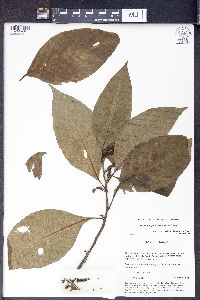 Deeringia polysperma image