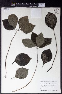 Image of Chloranthus fortunei