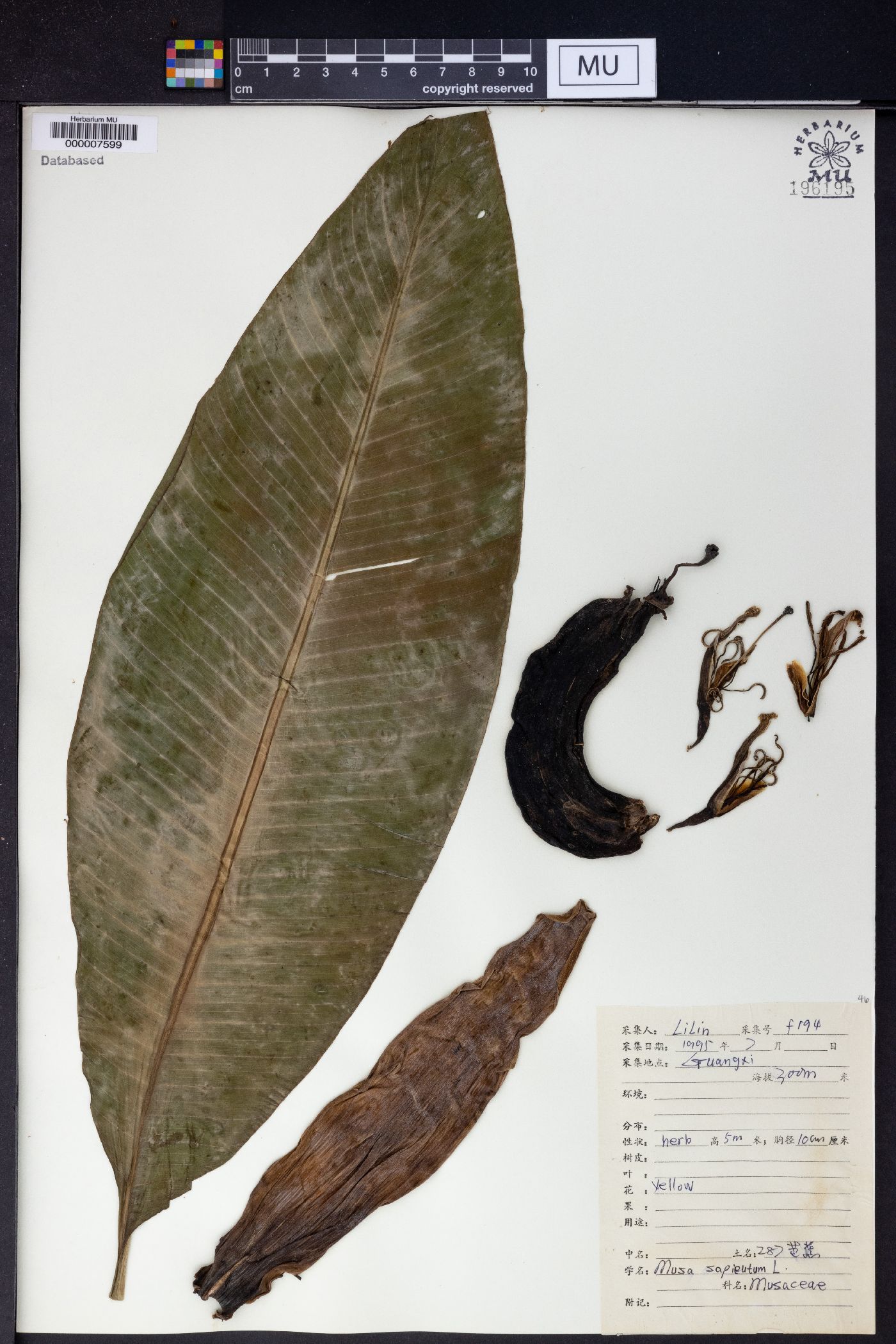 Musa sapientum image