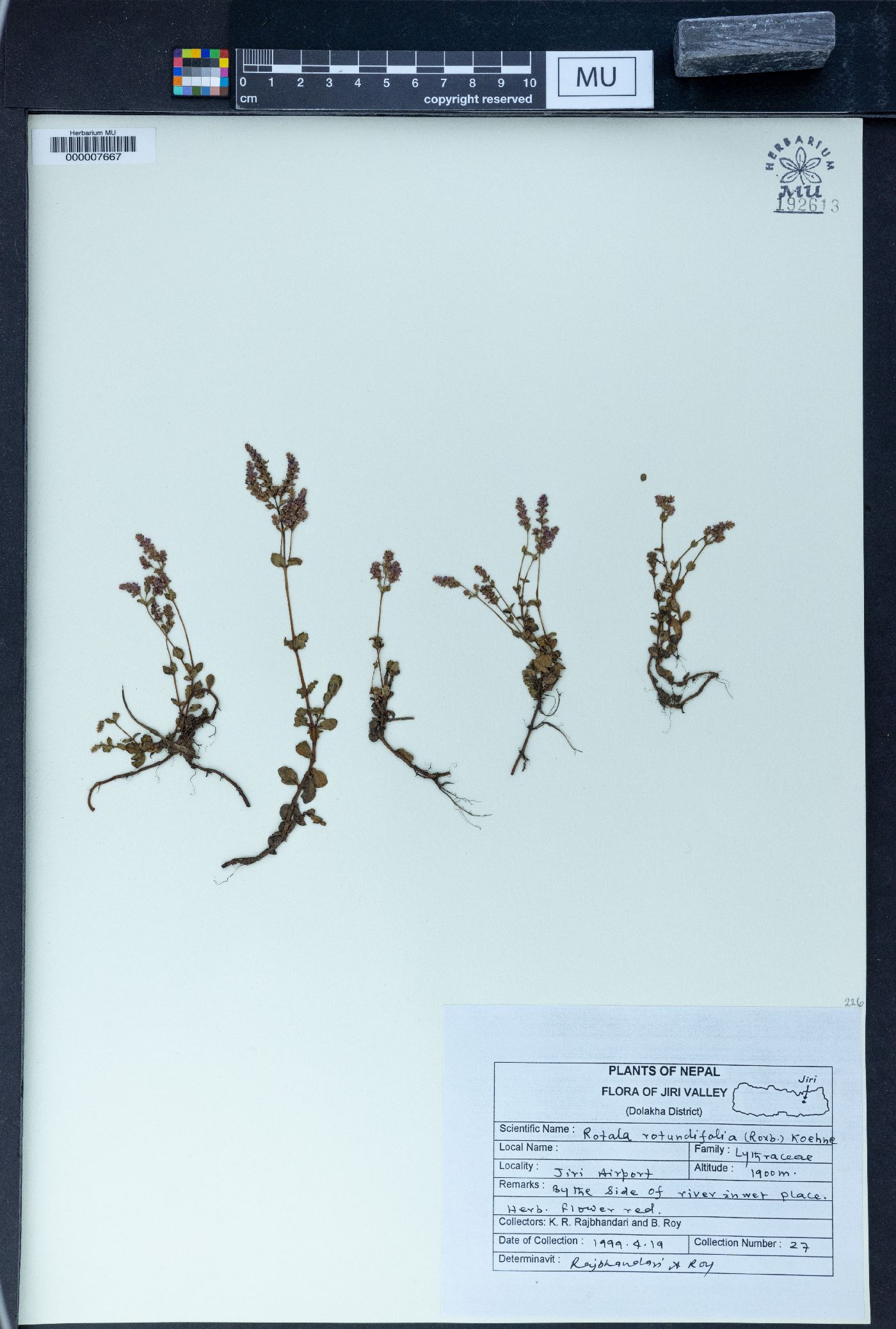 Rotala rotundifolia image