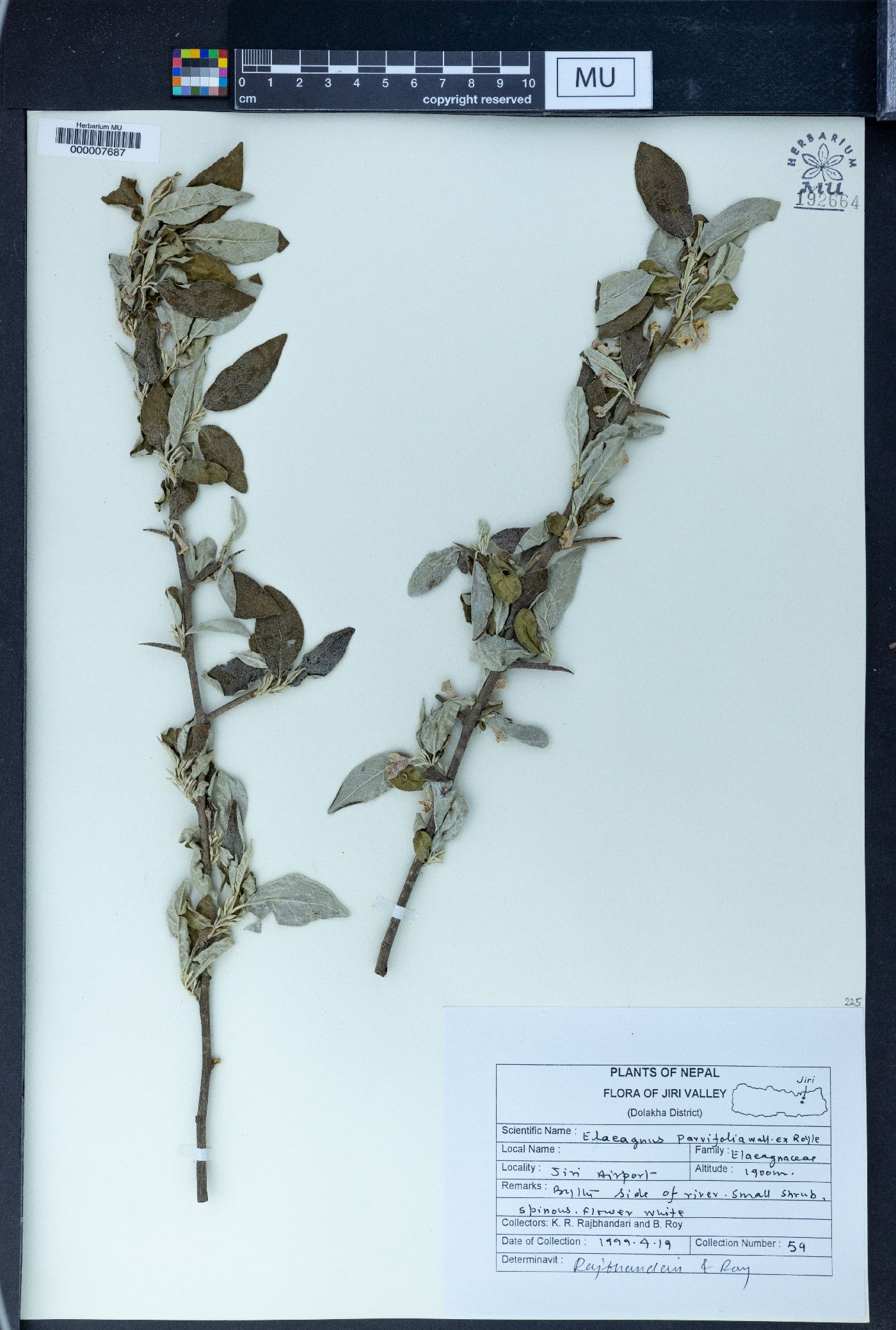 Elaeagnus parvifolia image