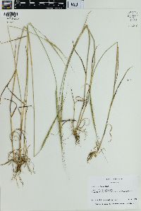 Aegilops cylindrica image