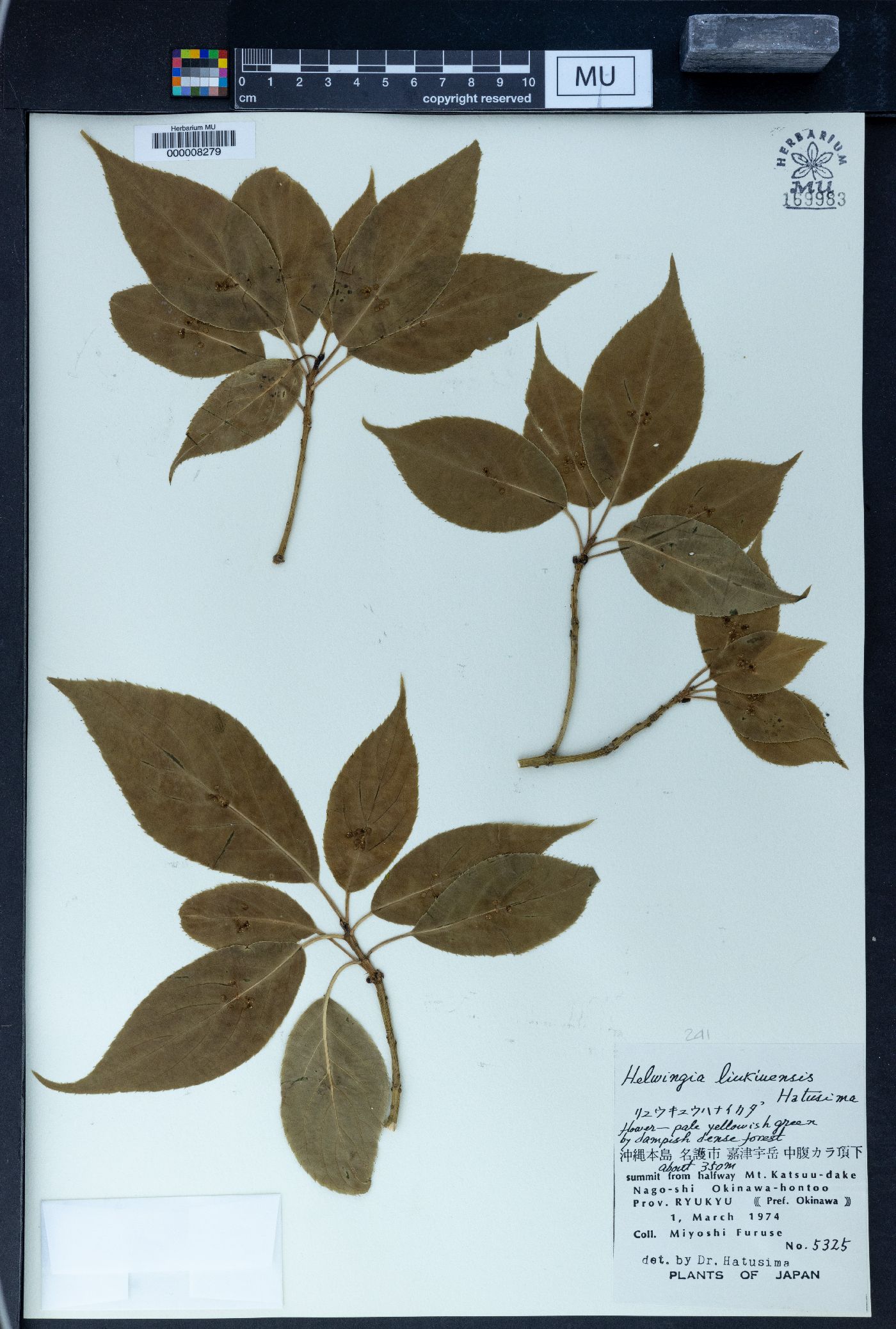 Helwingia japonica subsp. liukiuensis image