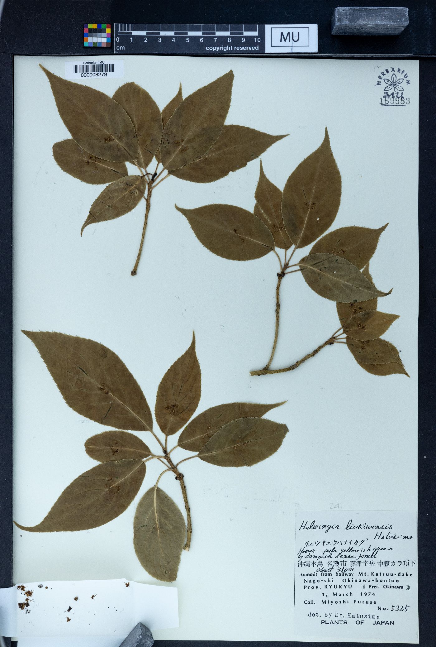 Helwingia japonica subsp. liukiuensis image