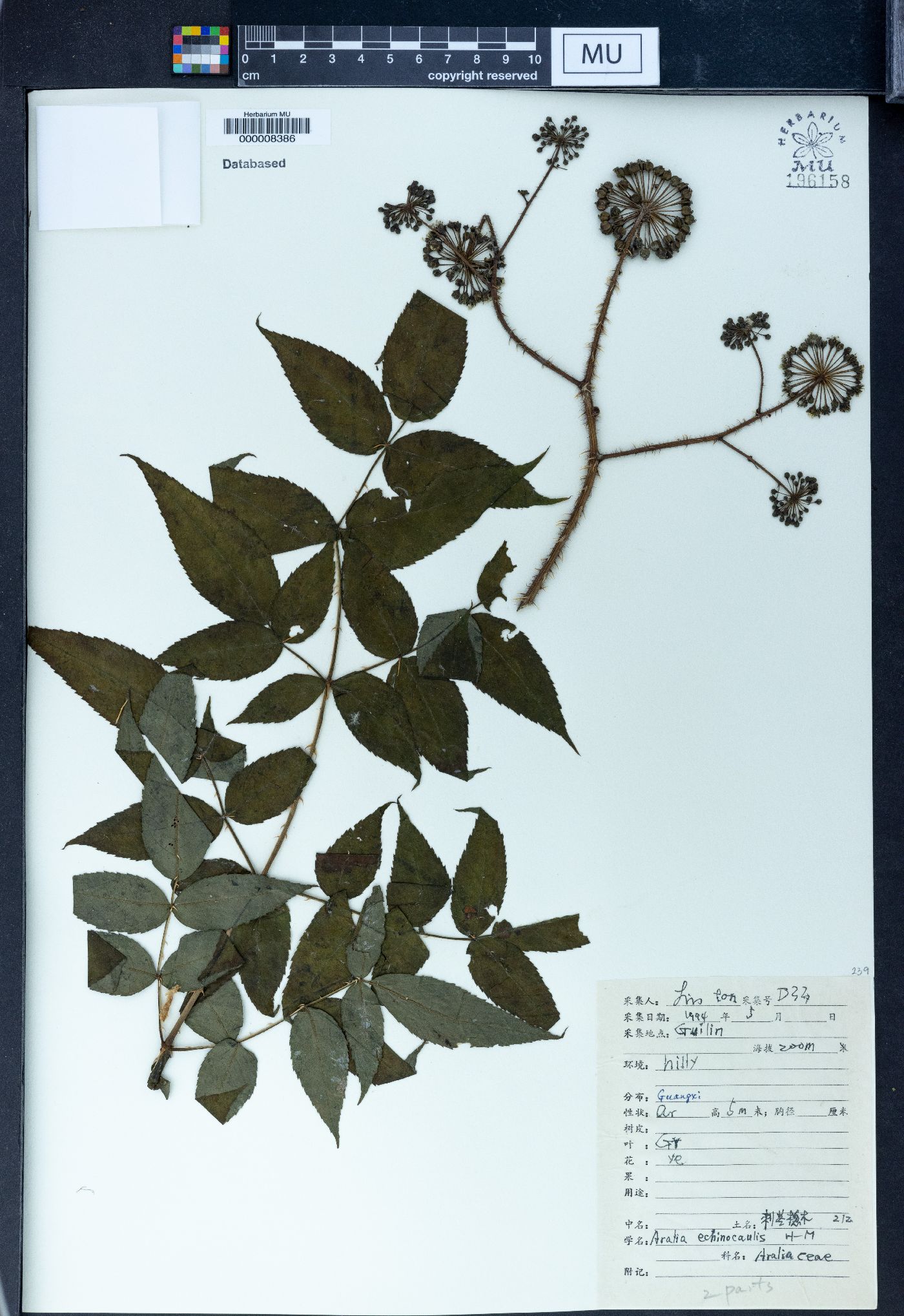 Aralia echinocaulis image