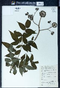 Aralia echinocaulis image