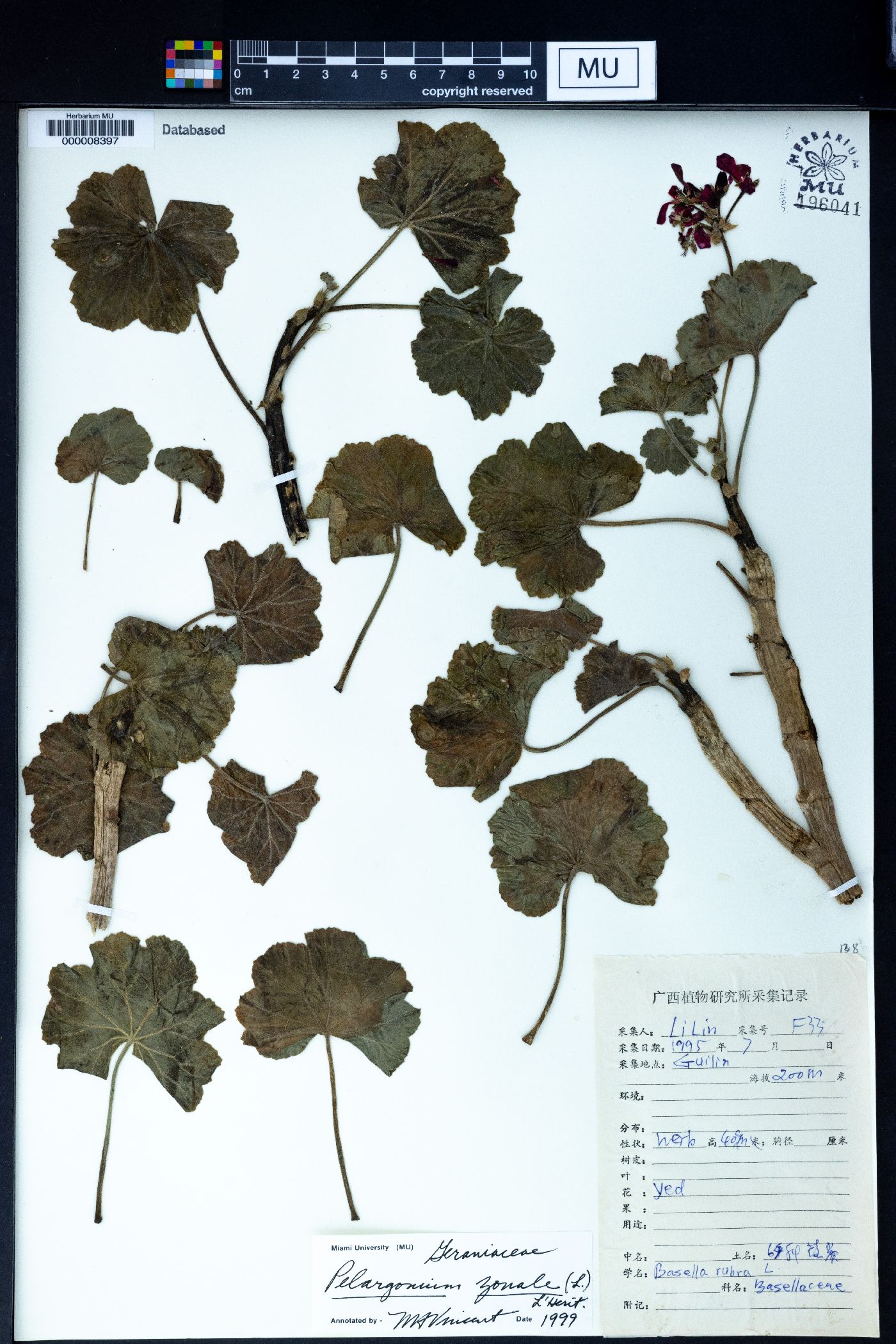 Pelargonium zonale image