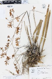 Encyclia fucata image