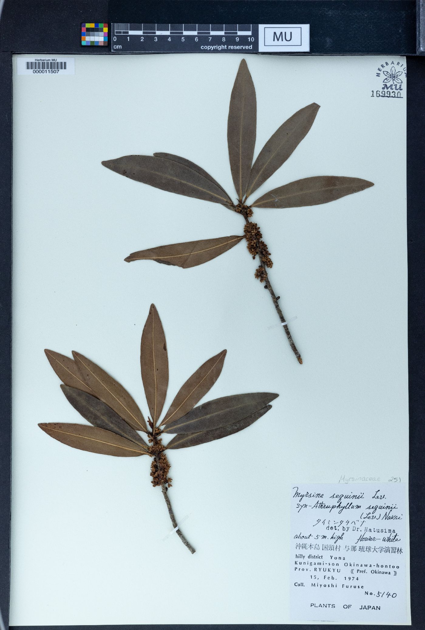 Myrsine seguinii image