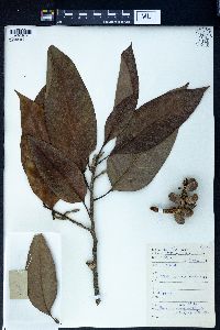 Magnolia macclurei image