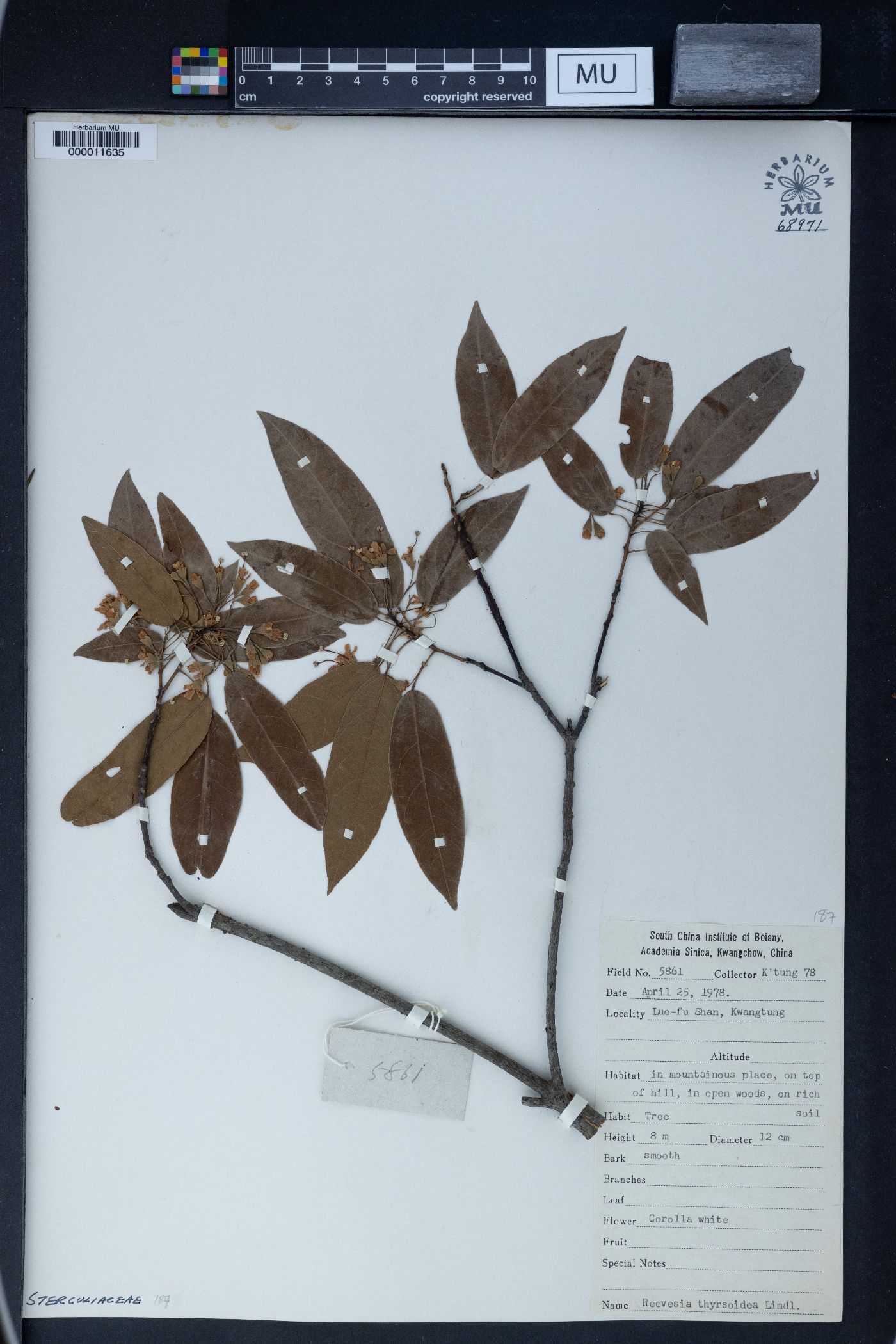 Reevesia thyrsoidea image