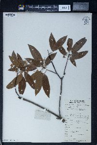 Reevesia thyrsoidea image