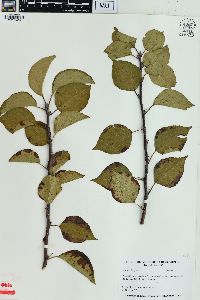 Pyrus calleryana image