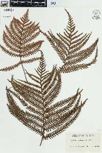 Sadleria pallida image