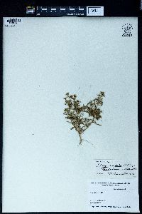 Teloxys aristata image