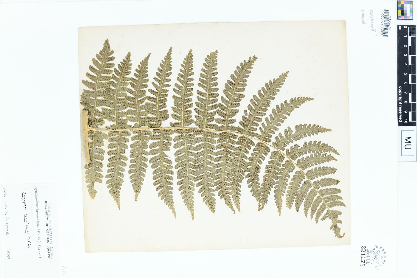 Dryopteris mauiensis image