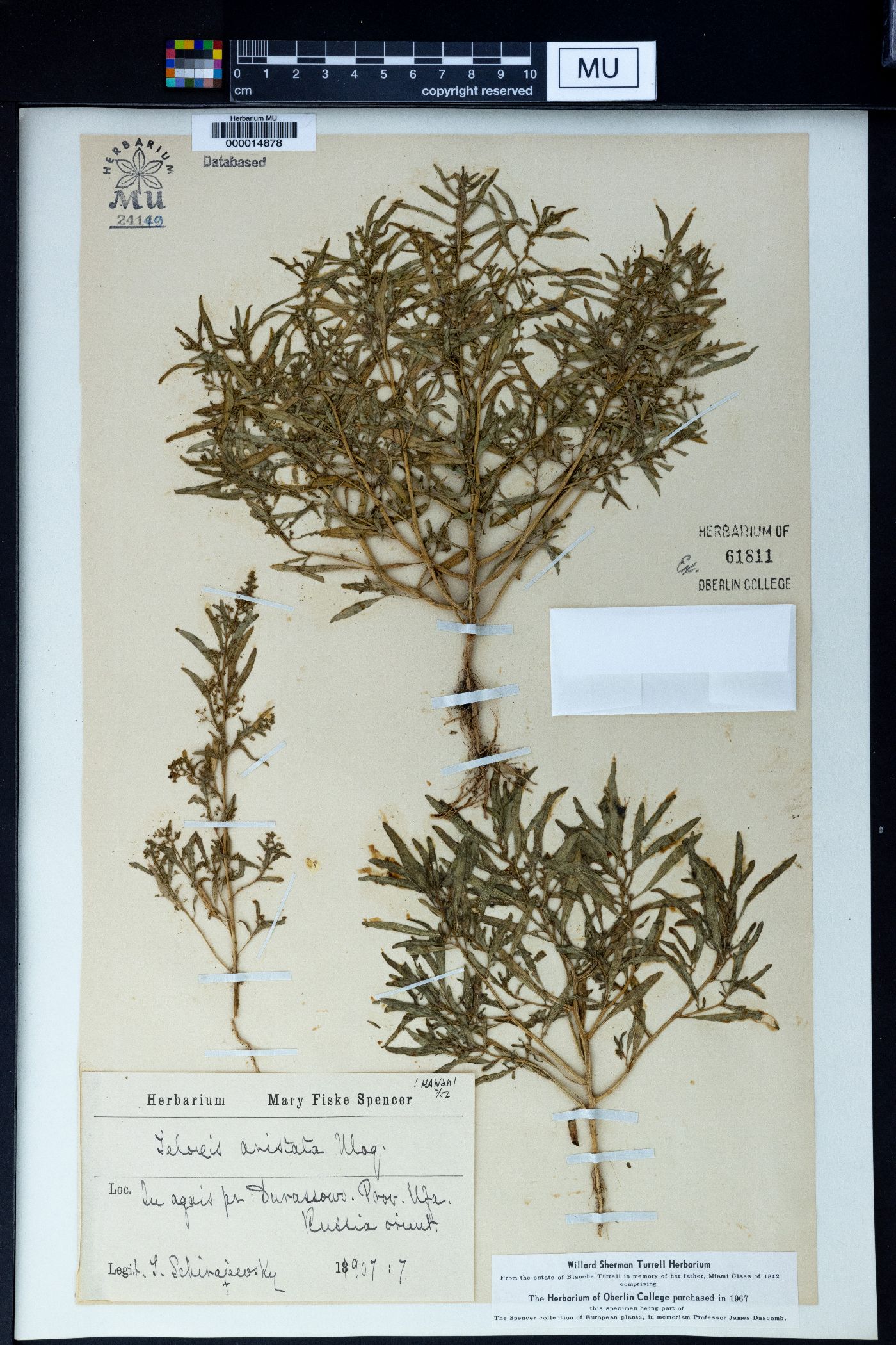 Teloxys aristata image