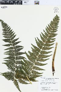 Macrothelypteris torresiana image