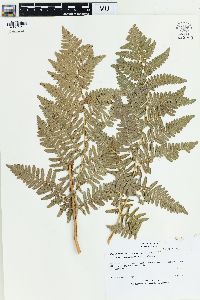 Pteridium aquilinum var. pubescens image