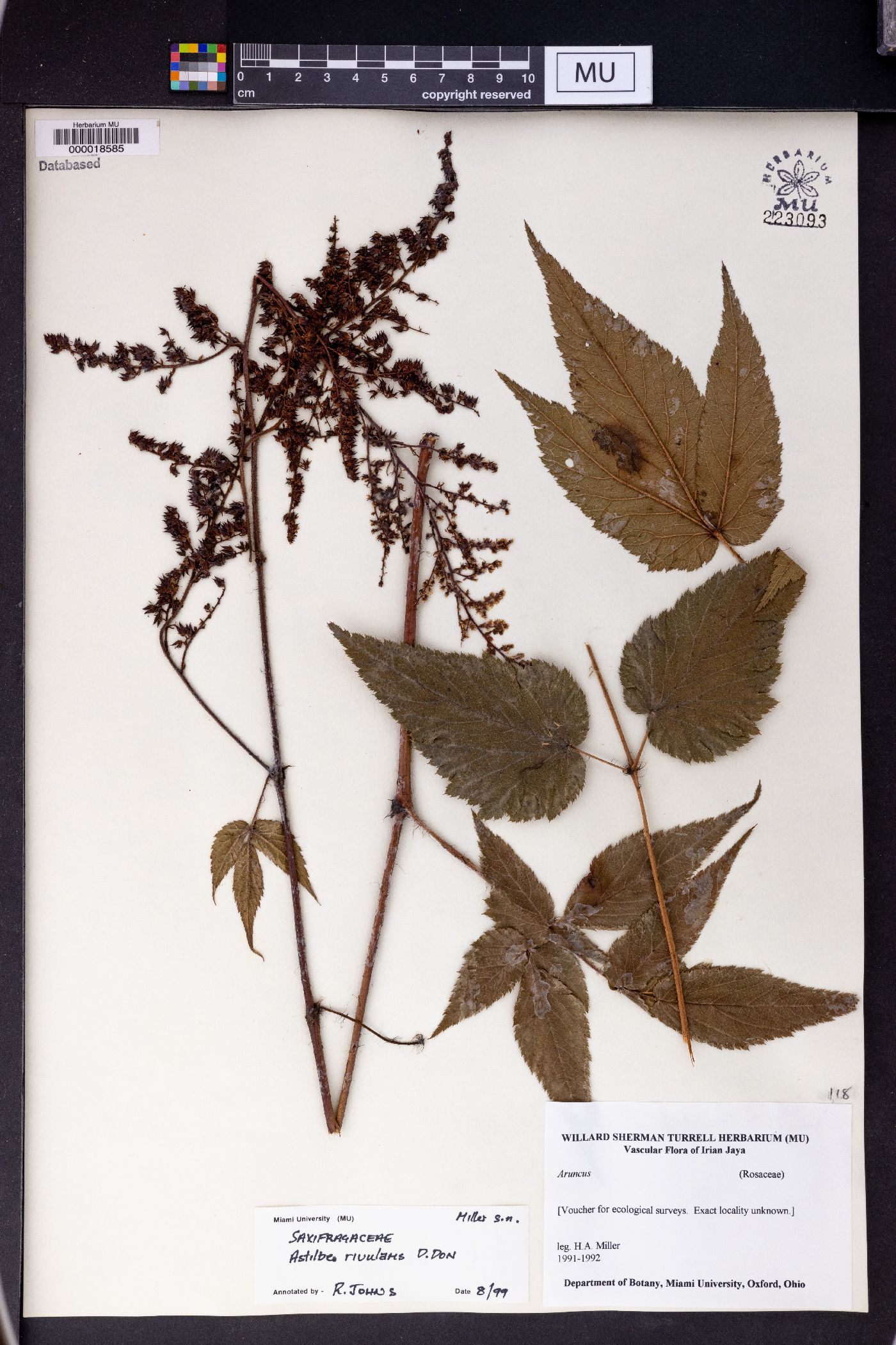 Astilbe rivularis image