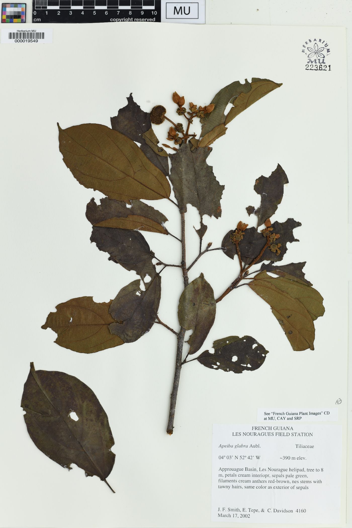 Apeiba glabra image