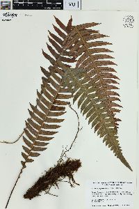 Blechnum fragile image