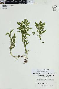 Selaginella substipitata image