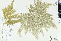 Selaginella flabellata image