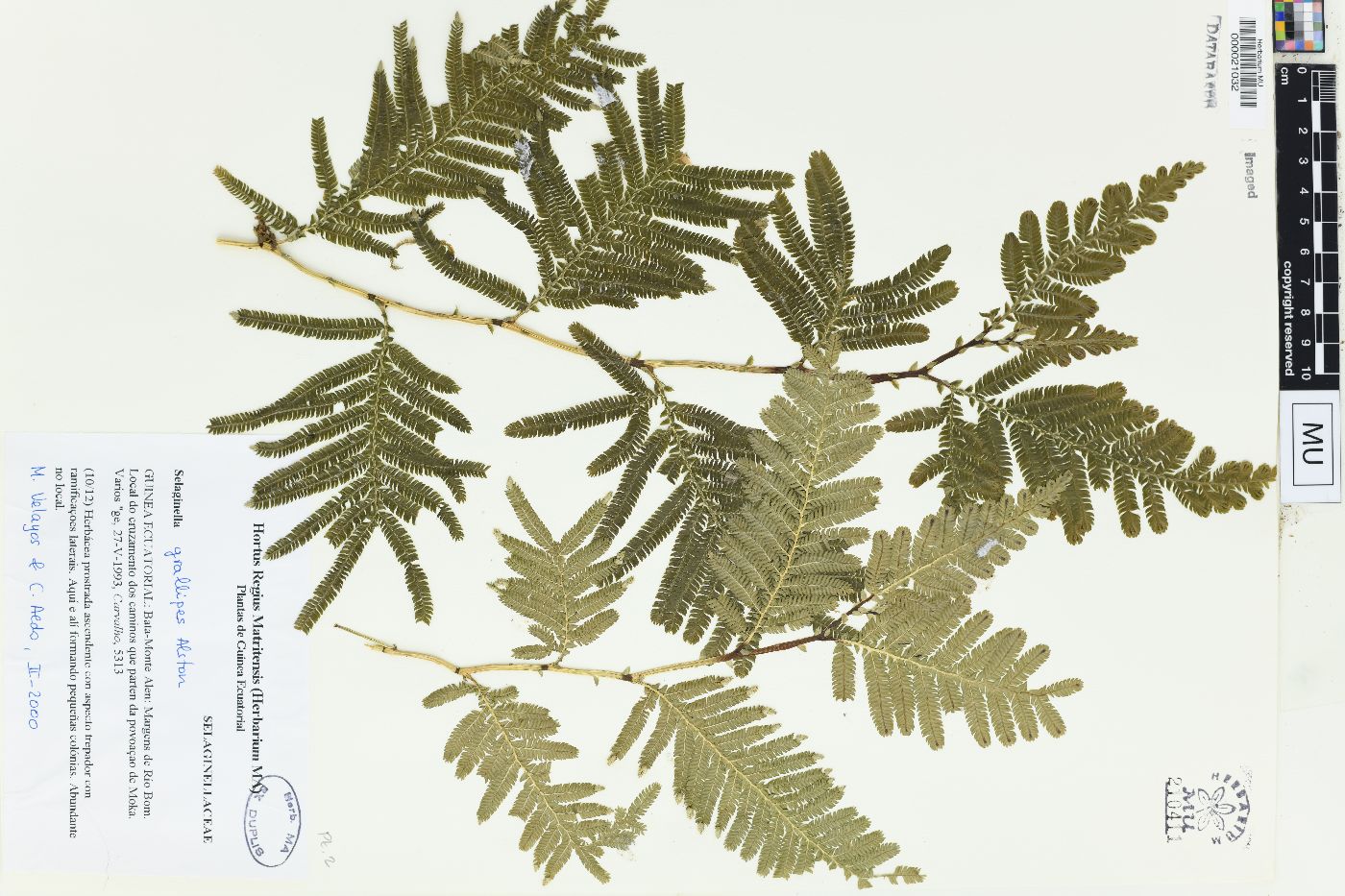 Selaginella gracillipes image