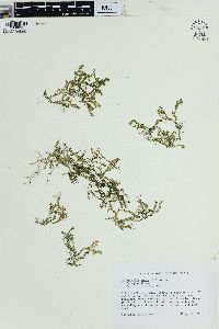 Selaginella apoda image