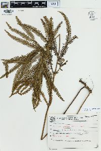 Sticherus pallescens image