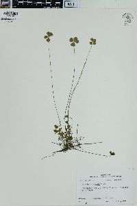 Marsilea vestita image