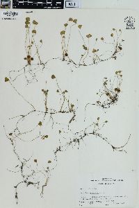 Marsilea vestita subsp. vestita image