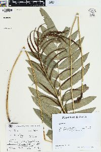 Blechnum cordatum image