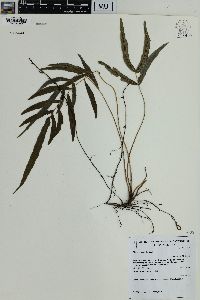 Blechnum gracile image