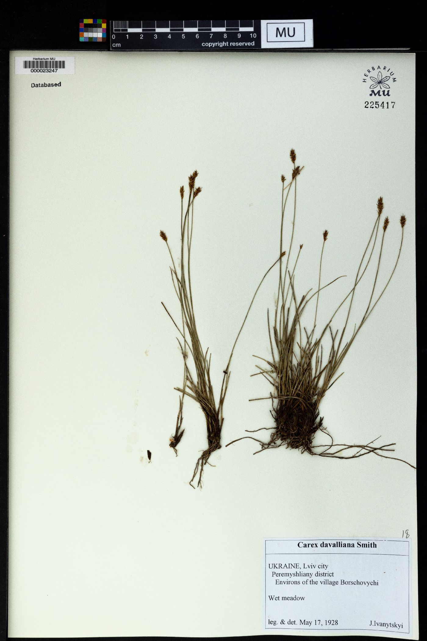 Carex davalliana image