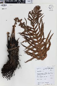 Blechnum brasiliense image