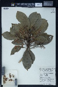 Image of Elaeocarpus multiflorus