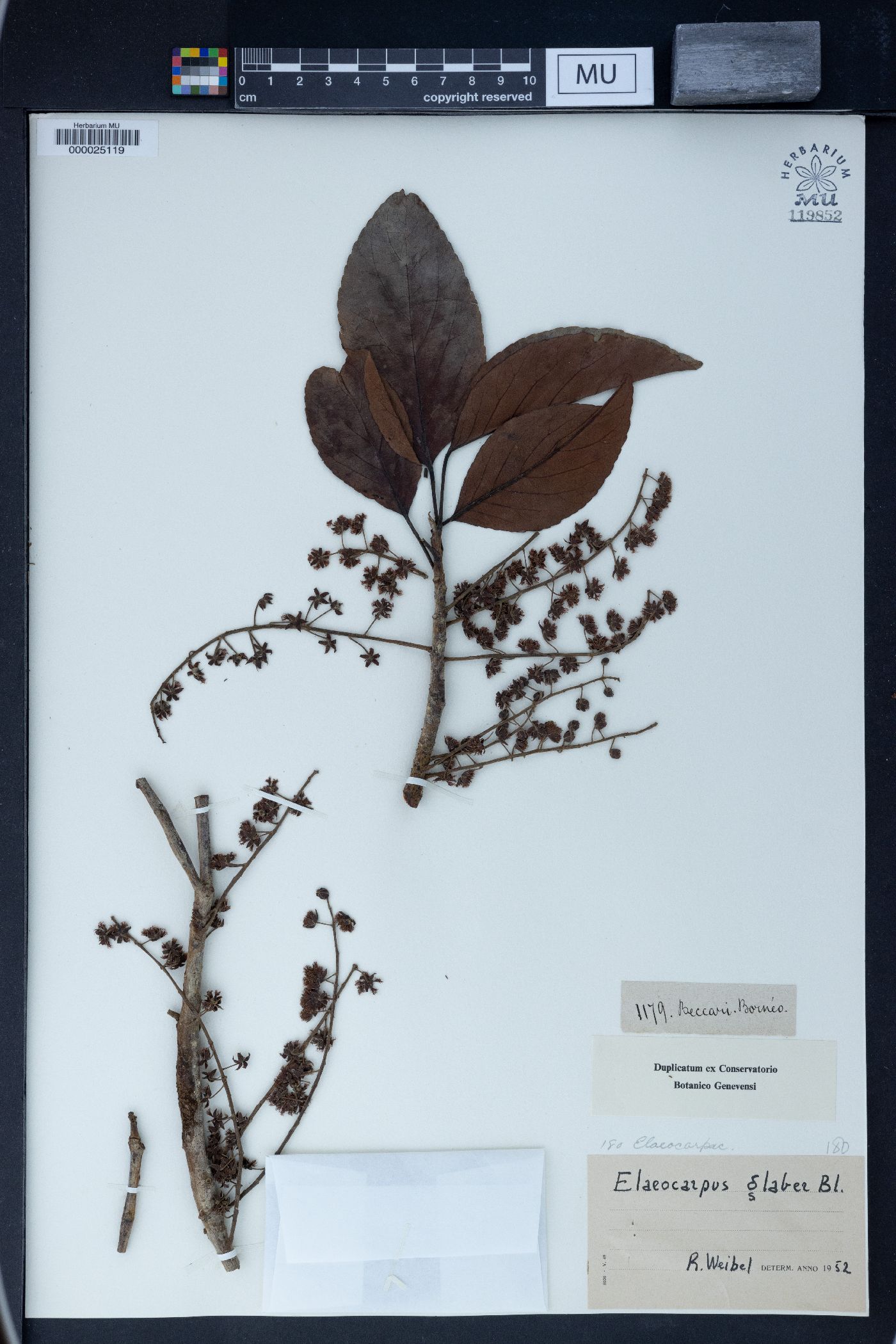 Elaeocarpus glaber image