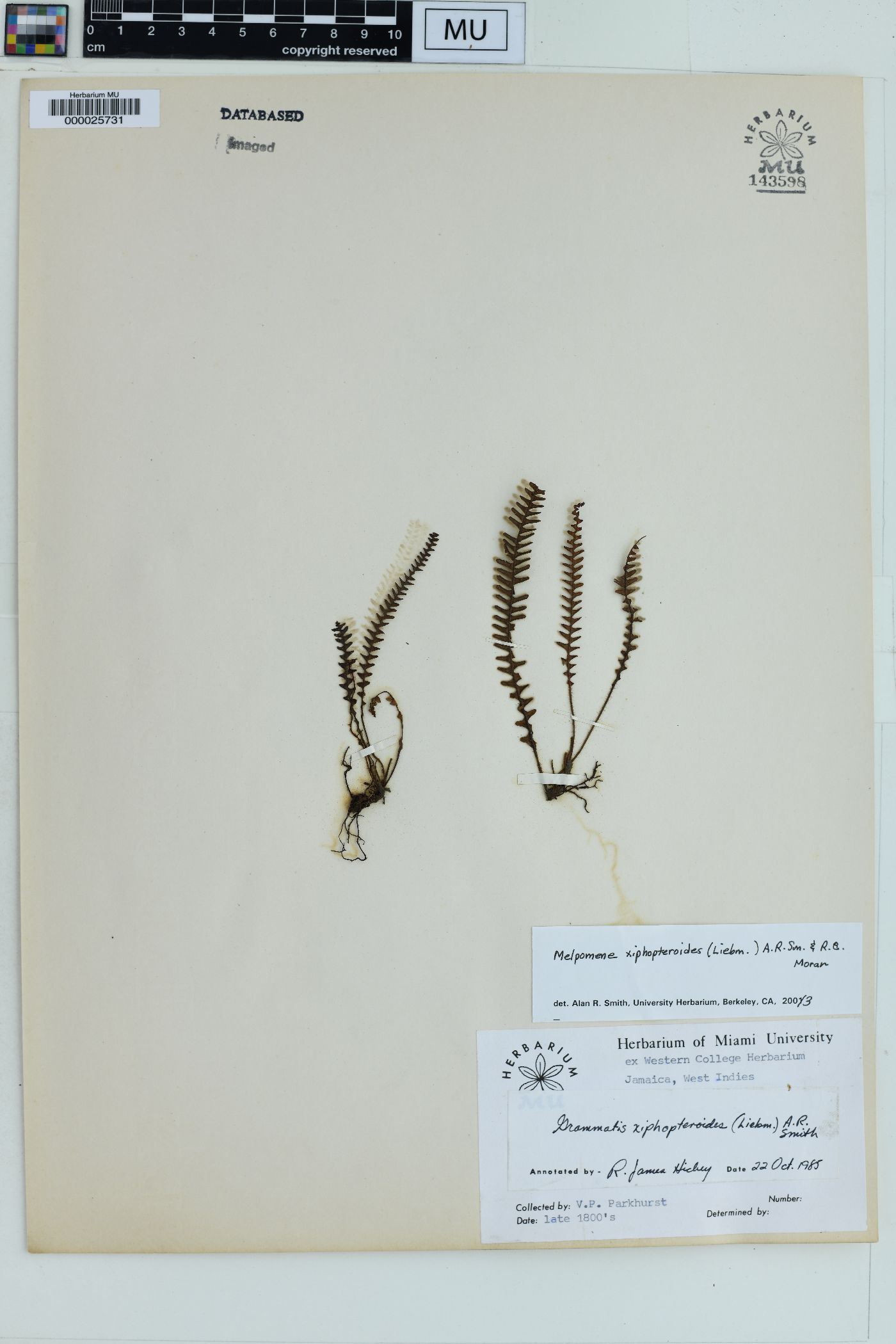 Melpomene xiphopteroides image