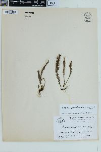 Melpomene xiphopteroides image