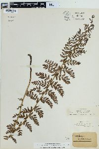 Mohria caffrorum image